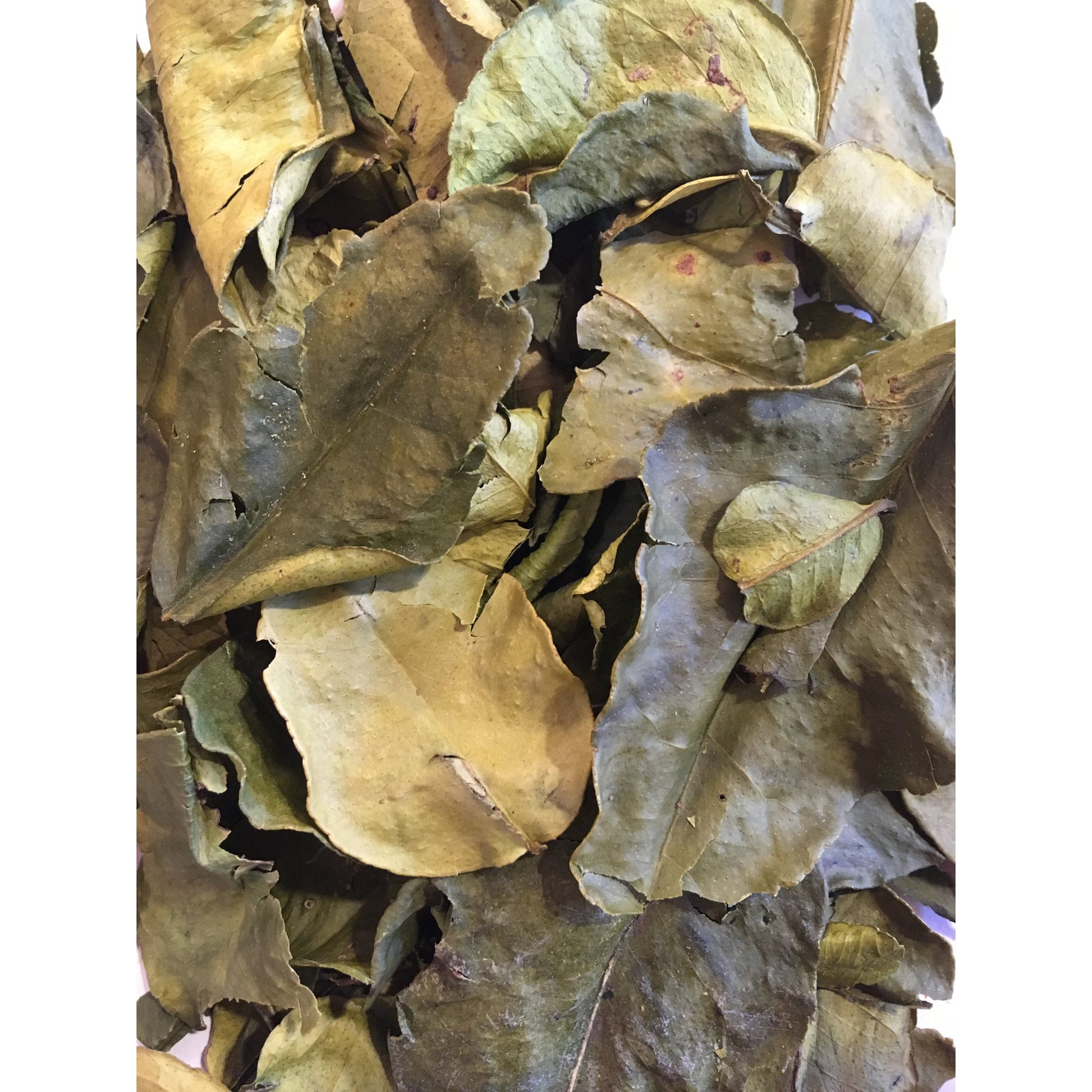 Makrut Lime Leaves