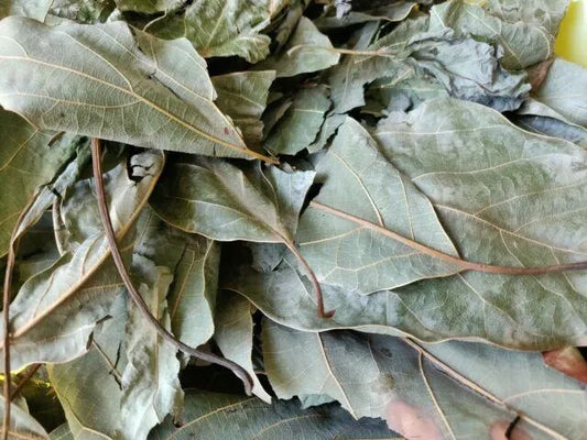 Organic Hoja de Aguacate Avocado Leaves, Cut sifted leaves