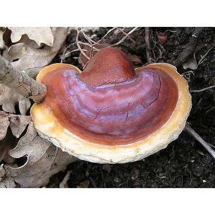 Reishi Mushroom, Slices, aka Lingzhi aka Ganoderma lucidum