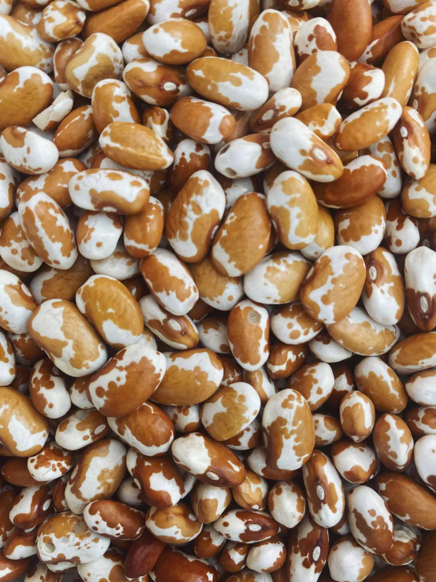 Southwest Gold Beans - Rio del Rey Heirloom Beans