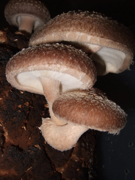 Shiitake Mushroom, Xianggu (Lentinula edodes)