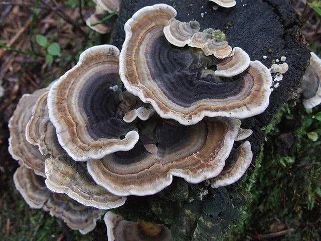 Yun Zhi, Turkey Tail Mushroom (Trametes versicolor)