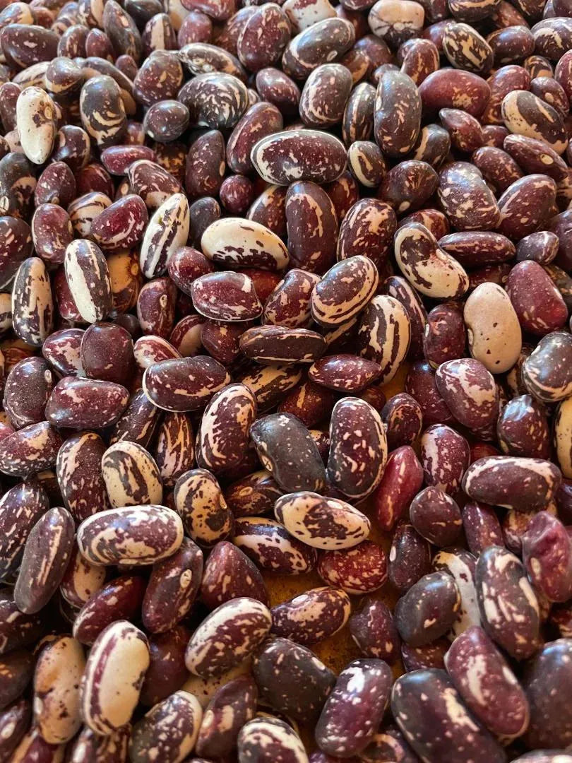 Good Mother Stallard Beans - Rio del Rey Heirloom Beans