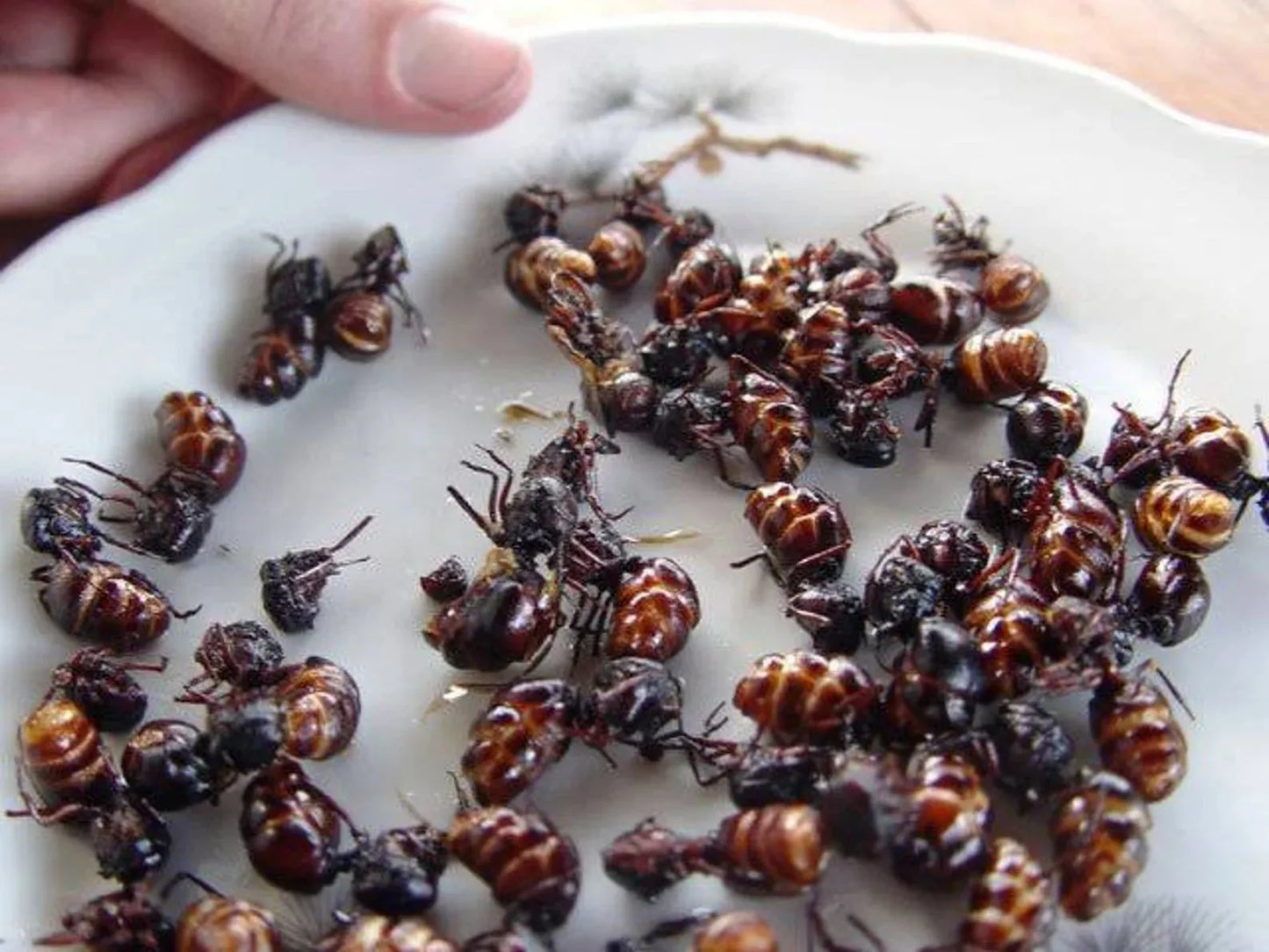 Oaxacan Chicatana Ants (hormigas chicatanas)
