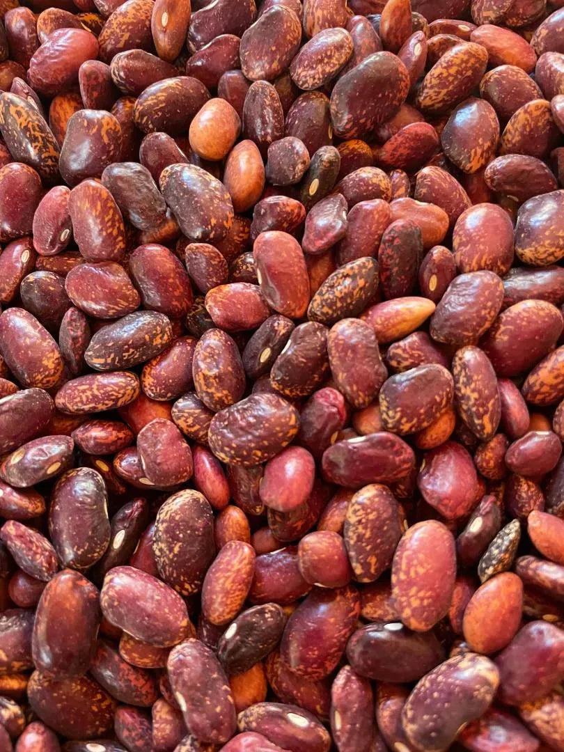 Tarahumara Purple Star Beans - Rio del Rey Heirloom Beans